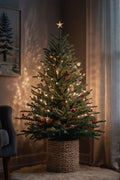 5–6 Ft Fresh Christmas Tree